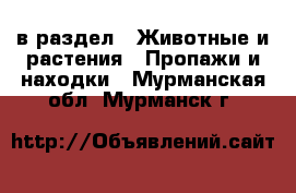  в раздел : Животные и растения » Пропажи и находки . Мурманская обл.,Мурманск г.